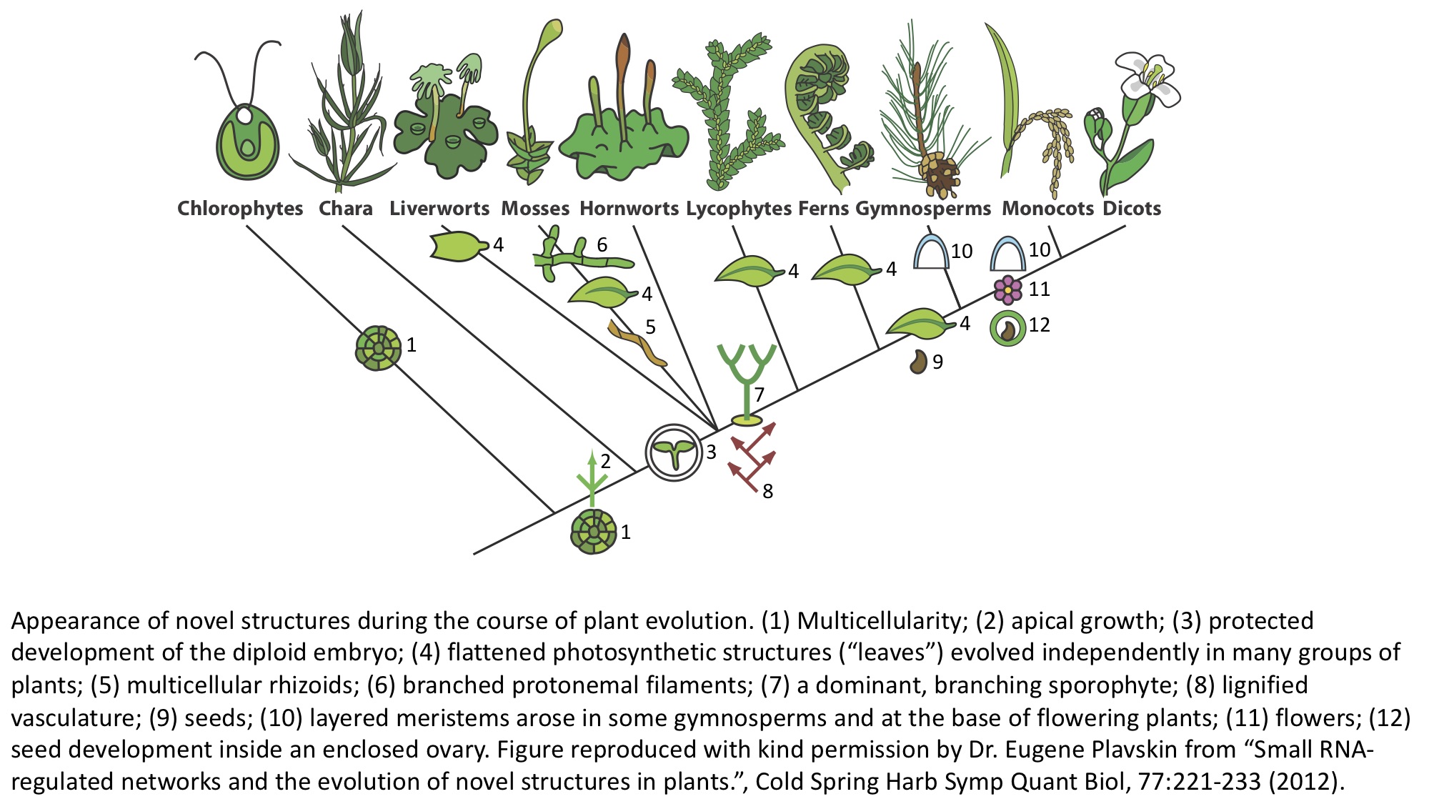 Plant_evolution.jpg