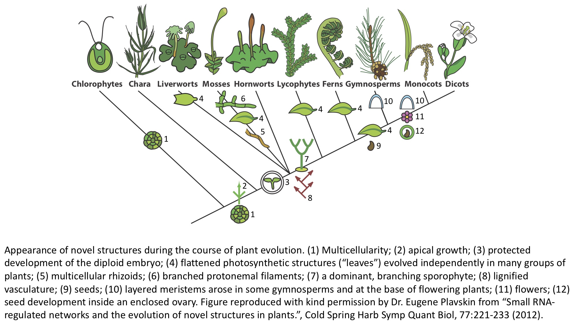 Welcome to / Bienvenid@ a Plants & Python — Plants & Python